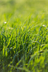 Fototapeta premium vertical background of bright green grass
