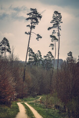 Autumn forest, romantic, misty, foggy landscape. Vintage looking nature photo