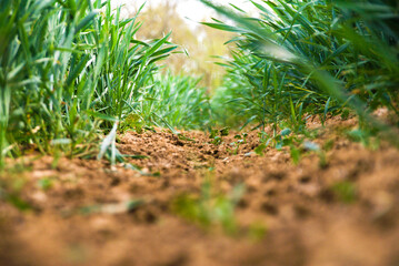 Insect point of view in a wheat field