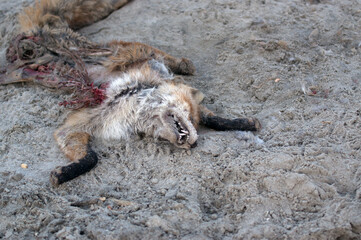 Fototapeta Szkielet padlina dzikiej zwierzyny lisa leżący na plaży
 obraz