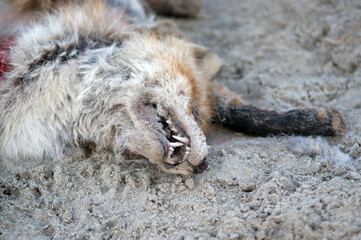 Szkielet padlina dzikiej zwierzyny lisa leżący na plaży - obrazy, fototapety, plakaty