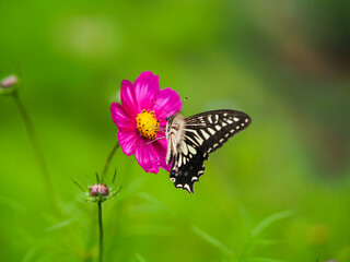 butterfly on flower