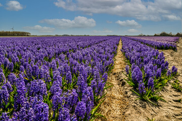 Field of purple hyacinths near Julianadorp