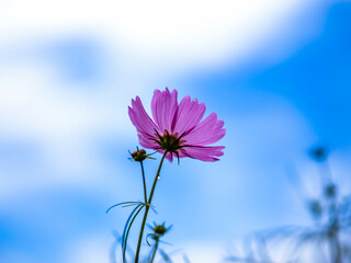flower on sky background