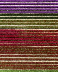 Zelfklevend Fotobehang Aerial view of colorful tulip fields in the Netherlands © Deividas Kupriscenka/Wirestock