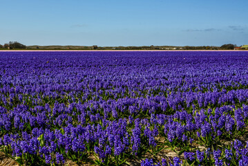 Obraz premium Field of purple hyacinths near Julianadorp
