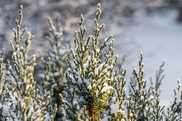 Green juniper branches covered with white fluffy snow are in winter day in the forest