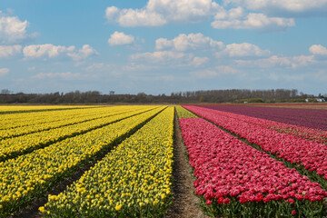 A field of yellow and red tulips with a blue sky and fluffy clouds.