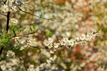 Blooming tree in spring on a blurred background.
