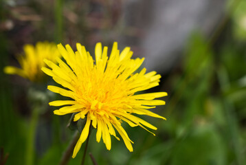 close up yellow dandelion blossom green background