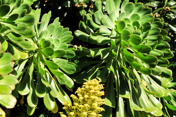 Tree aeonium, aeonium arboreum succulent plant under the sun