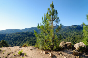 Bavella forest view in the Corsica mountain