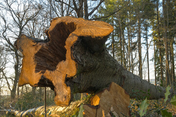 Tree trunk of a freshly cut beech, hollowed out inside due to a plant disease, in the middle of a mixed forest. 