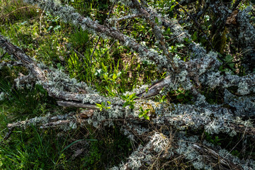 branches d'arbre mousse et lichen