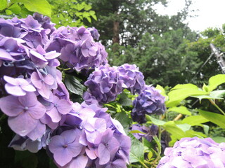 purple hydrangea flowers blooming