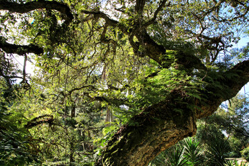 Fototapeta premium Leafy and green gardens in Sintra