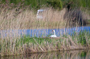 Łabędzica siedząca na gnieździe nad wodą wśród wysokich traw © Monika