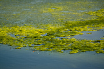 Zielone wodorosty swobodnie pływające w wodzie	
