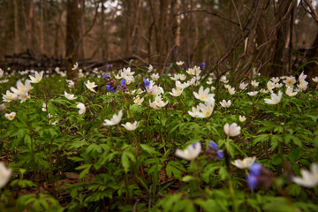 Selective focus.A clearing with bright spring flowers in the forest.