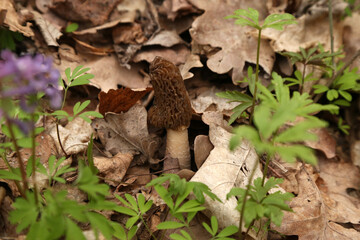 morel mushroom in the forest