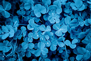 Clover leaves texture background, classic blue