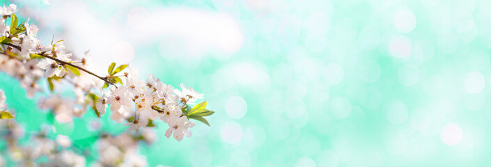 Long horizontal banner with blooming cherry, apricot tree flowers and soft airy light background. Shallow depth of field