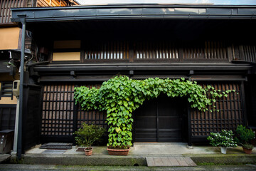 Fototapeta na wymiar Traditional Japanese building architecture with green plant in historical Japanese old town of Takayama, Gifu, Japan.