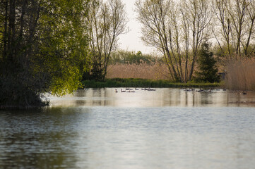 Stado kaczek płynących po jeziorze porośniętym wokoło trzcinami	
