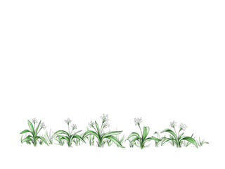 Viel Bärlauch nebeneinander