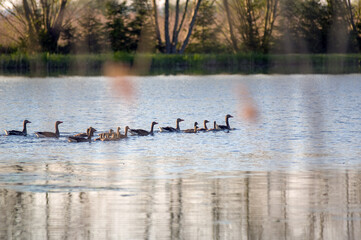 Stado kaczek płynących po jeziorze porośniętym wokoło trzcinami	
 - obrazy, fototapety, plakaty