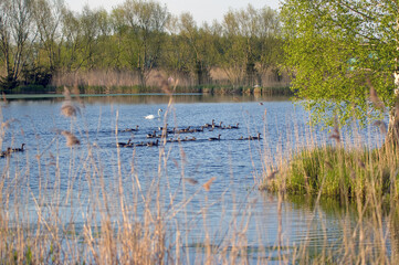 Stado kaczek płynących po jeziorze porośniętym wokoło trzcinami	

