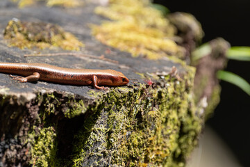 身近な生き物　ニホントカゲ