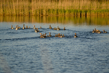 Stado kaczek płynących po jeziorze porośniętym wokoło trzcinami - obrazy, fototapety, plakaty