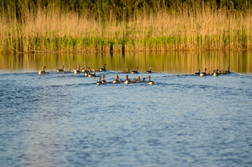 Stado kaczek płynących po jeziorze porośniętym wokoło trzcinami
