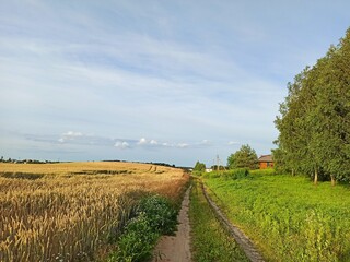 Fototapeta na wymiar beautiful Wheat field and blue sky with sun nature road