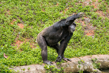 Chimpanzee standing Handing out arms for food in the zoo