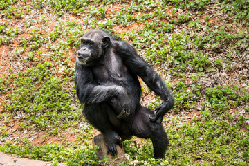 Chimpanzee sitting cool in zoo with small green tree background