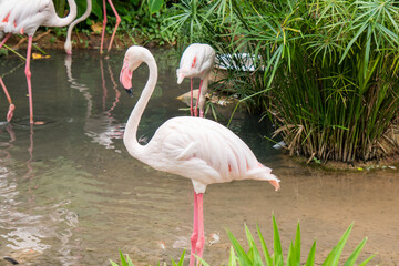 Flamingos stand and lie on the lake in the zoo.