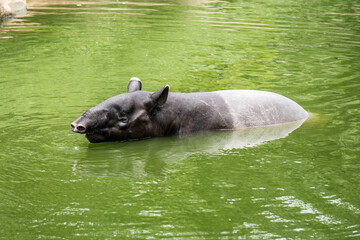 Tapir playing in the pool at the zoo.