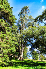Leafy and green gardens in Sintra