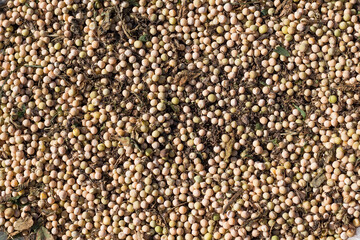 background of collected ripe peas with garbage before sorting