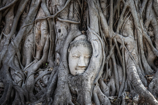 The head of a Buddha image in an old tree root at Wat Mahathat is the famous and famous landmark of Ayutthaya Province, Thailand.