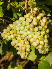 A huge bunch of ripe white grapes hangs on a vine.