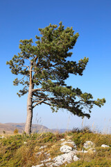 Alone pine tree on rocky ridge