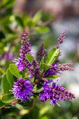 Obraz premium Andersons Hebe (Hebe andersonii) flowering in springtime in Eastbourne