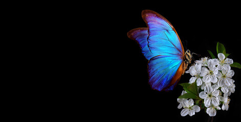 Obraz na płótnie Canvas Bright blue morpho butterfly on a branch of blooming sakura. Blooming cherry and butterfly isolated on a black background. copy space