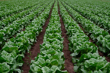 Fototapeta na wymiar Lettuce field, image of lettuce fields in springtime, green background defocus, lettuce field focus in first plan. First vegetables in spring, vegetables