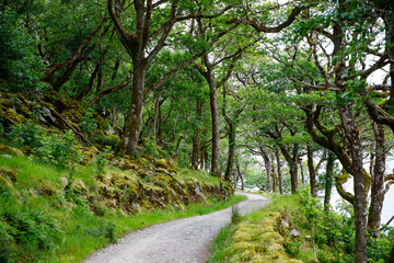 Fototapeta na wymiar Glenveagh National Park, Donegal in Northern Ireland. Beautiful rough landscape with green moss forest, lake, park and waterfall, second largest park of the country. Gleann Bheatha in Irish language
