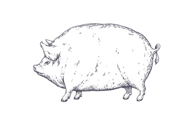 Pork, pig. Vintage retro print, silhouette pig