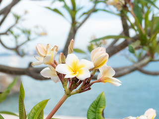 white magnolia flowers